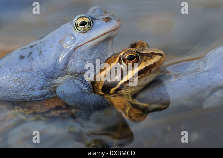 Moor Frog Stockfoto