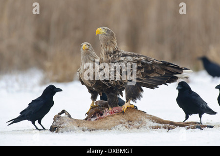 White-tailed Seeadler Stockfoto