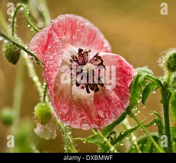 Mohn Regentropfen Stockfoto
