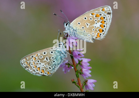 Gemeinsamen blau Stockfoto