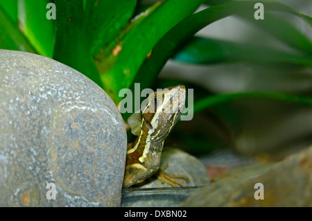 Gestreift oder brauner Basilisk (Basiliskos Vittatus). Stockfoto