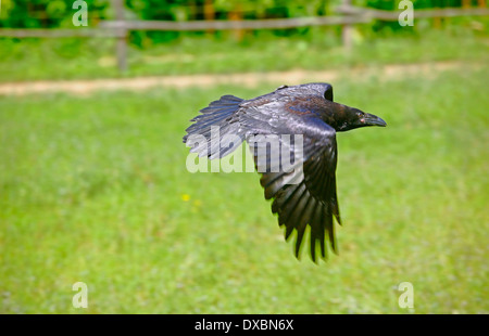 Gemeinsame oder nördlichen Raven (Corvus Corax) im Flug Stockfoto