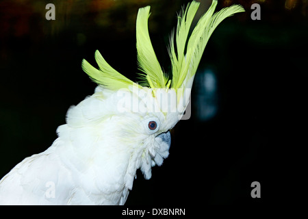 Weniger Schwefel Kakadu oder gelb Crested Cockatoo (Cactua Sulphurea) Closup Whit Kamm angehoben Stockfoto