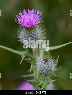 Eine wilde Distel in den natürlichen Lebensraum. Stockfoto