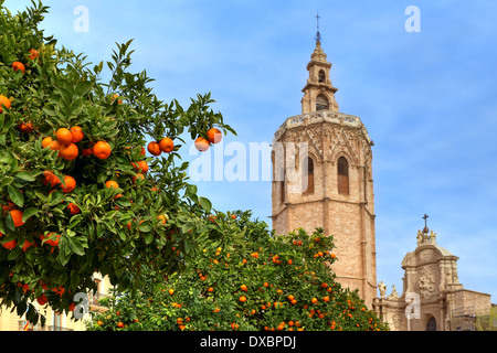 Bäume mit reifer Orangen und Glockenturm der berühmten Saint Marys Kathedrale im Hintergrund unter blauem Himmel in Valencia, Spanien. Stockfoto