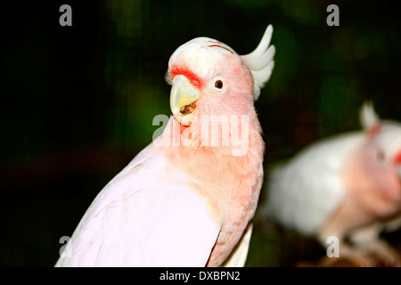 Major Mitchell Kakadu (Cacatua Leadbeateri) Stockfoto