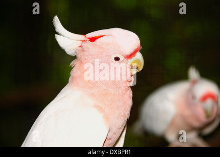 Major Mitchell Kakadu (Cacatua Leadbeateri) Stockfoto