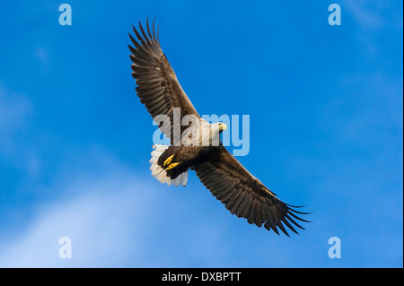 Seeadler Stockfoto