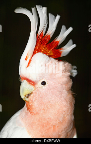 Major Mitchell Kakadu (Cacatua Leadbeateri) Closeup mit dem Wappen der angehoben Stockfoto