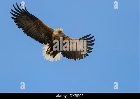 Seeadler Stockfoto