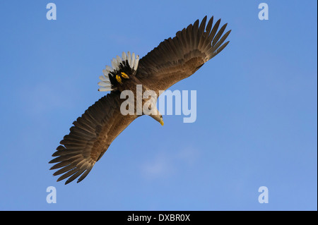 Seeadler Stockfoto