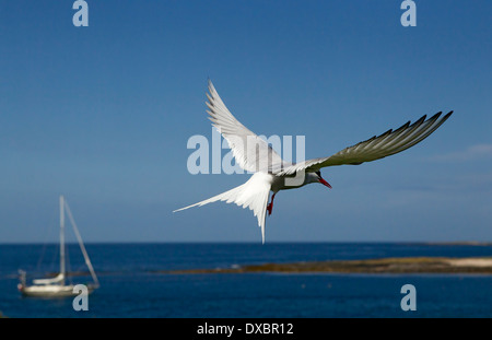 Arktischseeschwalbe, die auf den Farne-Inseln mit einem Segelboot im Hintergrund über dem Meer schwebt, Northumberland, England, Großbritannien. Stockfoto