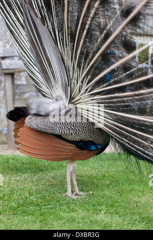 Seitenansicht eines Pfau anzeigen Federn Stockfoto