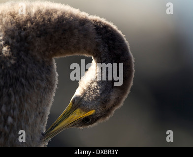 Juvenile Shag Küken im Nest preening, Farne Inseln, Northumberland. England, Großbritannien. Stockfoto