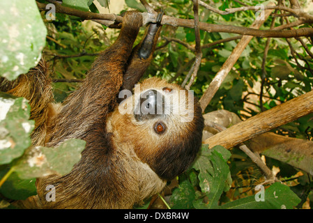 Linné die zwei – Finger Faultiere oder südlichen zwei-toed Sloth (Choloepus Didactylus) Closeup in tropischer Wald Lebensraum Stockfoto