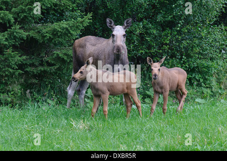 Elch Stockfoto