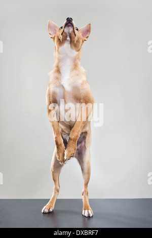 Hund auf zwei Beinen stehen, nach draußen gehen zu müssen. Stockfoto