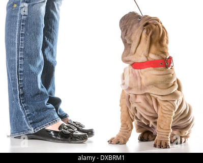 Dog Training - chinesische Shar-pei-Sitzung mit Halsband und Leine betrachten Besitzer isoliert auf weißem Hintergrund Stockfoto