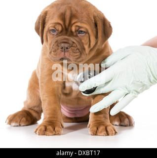 tierärztliche Betreuung - Dogge de Bordeaux von Tierarzt isoliert auf weißem Hintergrund geprüft Stockfoto