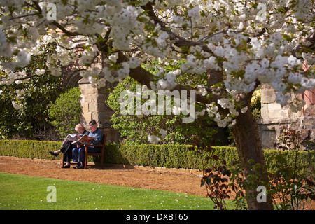 Älteres Paar beim Lesen von Zeitungen, die im April auf einer Bank von Blütenbäumen außerhalb des Priorats in Great Malvern, Worcestershire, Großbritannien, sitzen Stockfoto