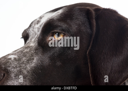 Deutscher Kurzhaariger Vorstehhund Gesicht details Stockfoto