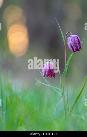 Fritillaria meleagris Stockfoto