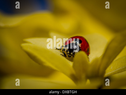 Tierwelt: Marienkäfer Gesicht Detail - Lidern, UK Stockfoto