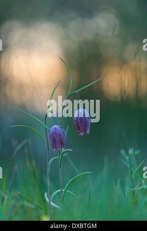 Fritillaria meleagris Stockfoto