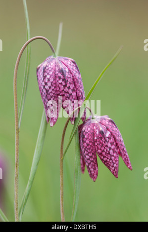 Fritillaria meleagris Stockfoto