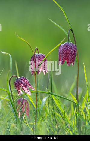 Fritillaria meleagris Stockfoto