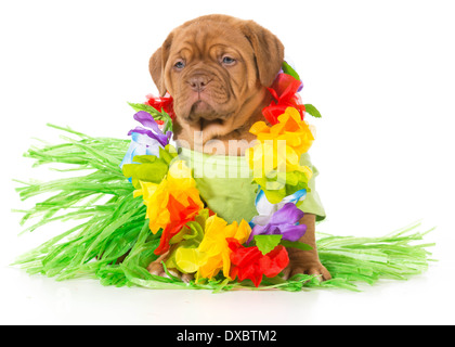 Hula-Hund - Dogge de Bordeaux tragen grass, Rock und lei Stockfoto