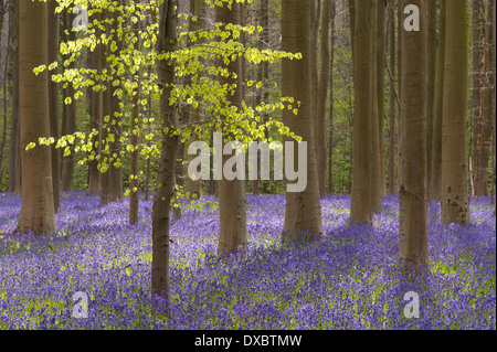 Hyacinthoides non-scripta Stockfoto