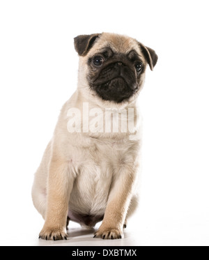 Mops sitzend stützte sich auf die Seite isoliert auf weißem Hintergrund Stockfoto