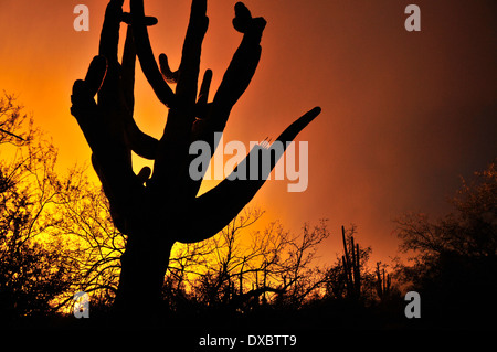 Saguaro-Kaktus (Carnegiea Gigantea) wachsen in der Sonora-Wüste, Tucson, Arizona, USA. Stockfoto