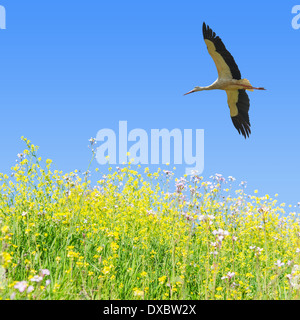 Weißstorch in klaren, blauen Himmel über den Frühling blühende Feld Kräuter mit textfreiraum fliegen Stockfoto