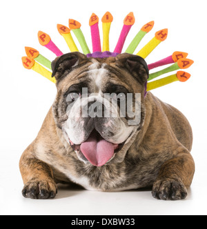 Geburtstag Hund - englische Bulldogge tragen alles Gute zum Geburtstag Hut - 2-jährige gestromte männlich Stockfoto