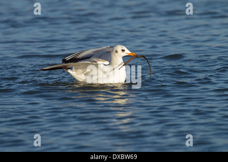 Schwarze Spitze Gull Larus Ridibundus unreifen Abholung vegetation Stockfoto