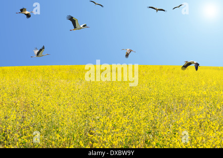 Herde von Störchen, die Migration im Frühjahr über blühende Wiese vor blauem Himmel Stockfoto