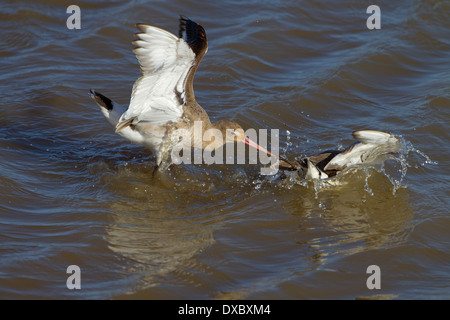 Black-tailed Godwits Limosa Limosa kämpfen Stockfoto