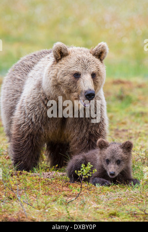 Europäischer Braunbär Stockfoto