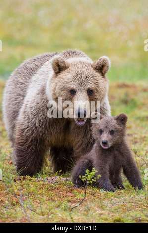 Europäischer Braunbär Stockfoto