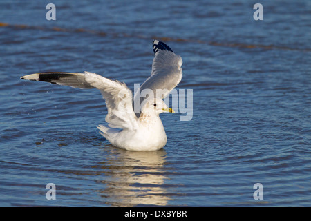 Sturmmöwe Larus canus Landung in Küsten Creek Stockfoto