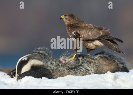 Buteo Buteo, Meles meles Stockfoto