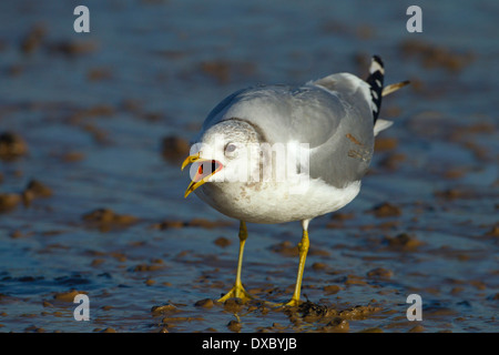 Sturmmöwe Larus canus Fordert Shoreline bei Ebbe Stockfoto