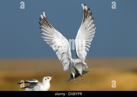 Gemeinsamen Gull Larus Canus Landung auf Zaunpfosten und verdrängen Black-headed Gull Winter Stockfoto