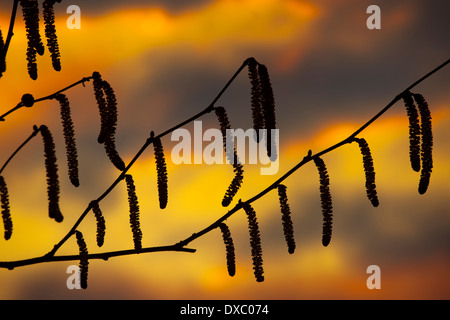 Hazel Corylus Avella Kätzchen im Spätwinter gegen eine Einstellung Sonne Stockfoto