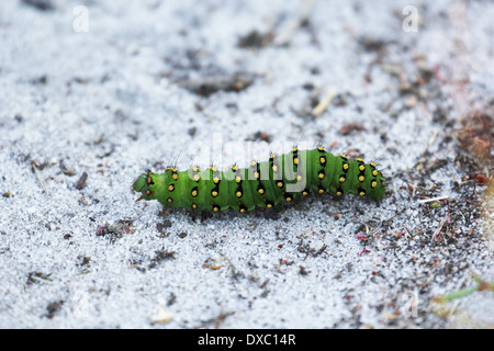 Caterpillar, Saturnia Pavonia, kleine Kaiser-Motte Stockfoto