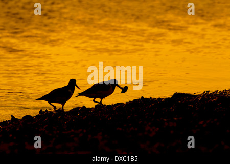 Austernfischer Haematopus ostralegus Fütterung auf Muscheln wie Gezeiten liegender bei Sonnenuntergang Stockfoto