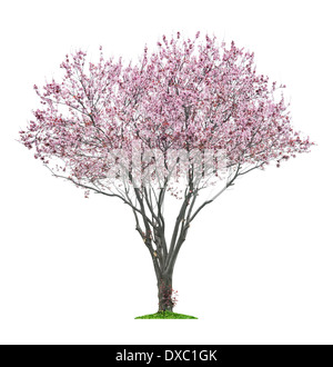 blühende rosa Sacura Baum isoliert auf weißem Hintergrund Stockfoto