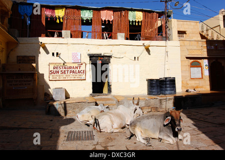 Drei Kühe rest vor einem Restaurant im Inneren des Jaisalmer Fort. Rajasthan, Indien. Stockfoto